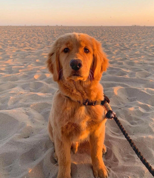 ROPE LEASH - EMERALD